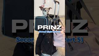 Dog Prinz is missing his business class flight! #businessclass #traveldog