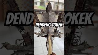 DENDENG TOKEK #tokaygecko #tokek #gecko #tokaygecko