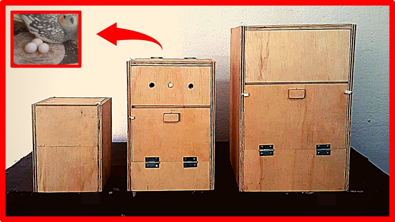 DIY - NINHO CALOPSITA / RED RUMPED