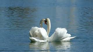 : Swan Couple Performs Exquisite Courtship Dance on Florida Lake