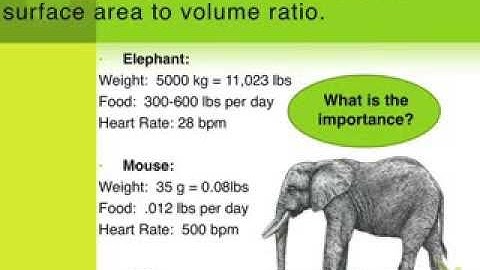 2.1.6 Surface Area to Volume Ratio