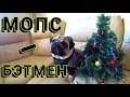 Зимний комбинезон для мопса | мопс - бэтмен | одежда для собак | sir mops