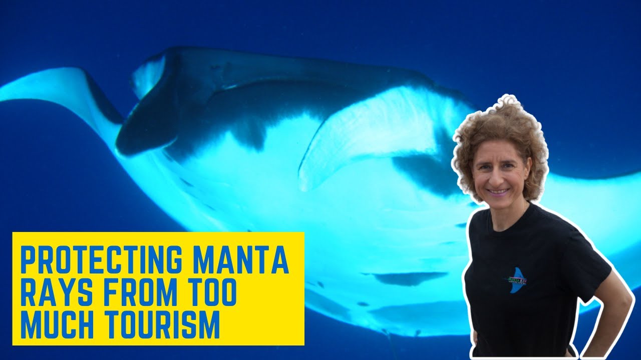 Protecting Manta Rays from Over-Tourism in Hawaii – Martina Wing’s Mission
