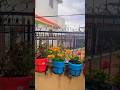 🌧️ day (Saturday)#viral #love #video #rainyday #rain #fruit #flowers #vegetables #saturday