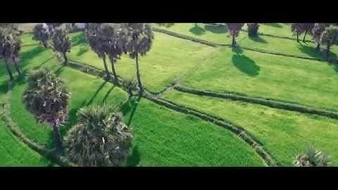 Cánh Đồng Thốt Nốt - An Giang