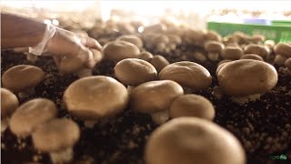 ¿Cómo se pueden cultivar los hongos?