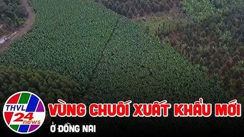 Vùng chuối xuất khẩu mới ở Đồng Nai