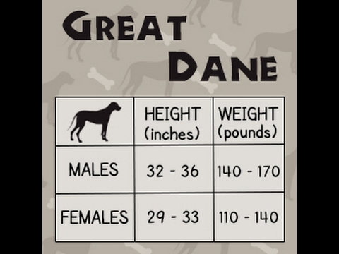 Great Dane Weight Chart
