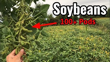 No-Till vs Tilled Soybean Food Plot Update September