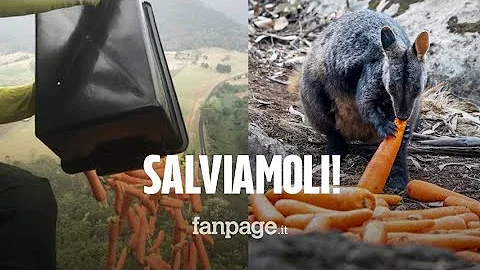 Perché l'Australia sta andando a fuoco?
