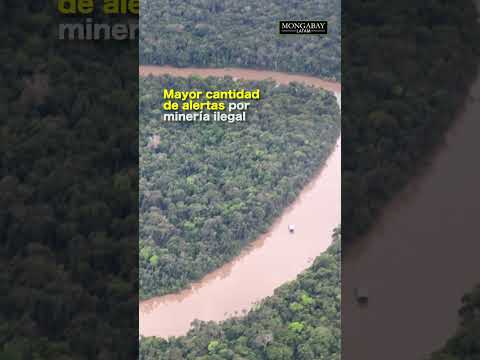 La minería ilegal crece en el río Puré y afecta a los pueblos aislados