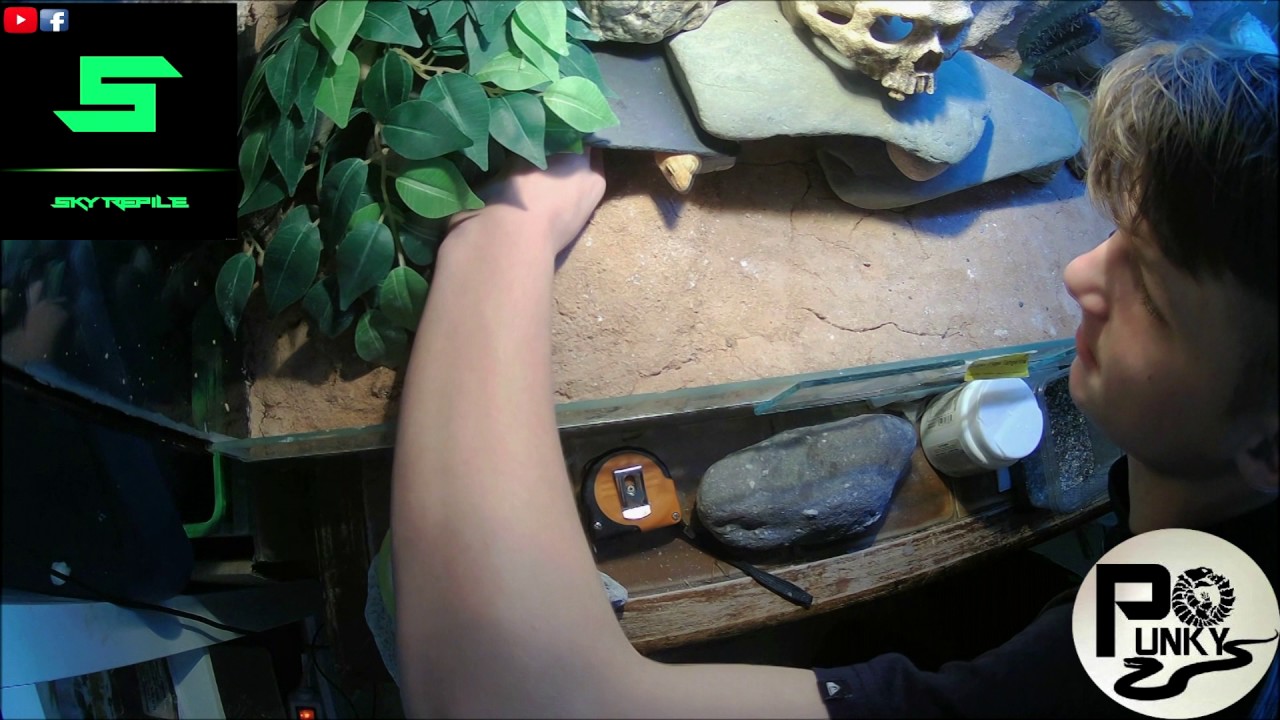 serpentor Visite chez SKY REPTILE!!