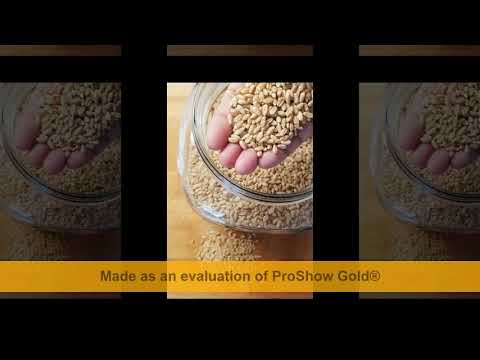 Food For Hens and Chickens