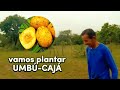 Vamos plantar UMBU-CAJÁ