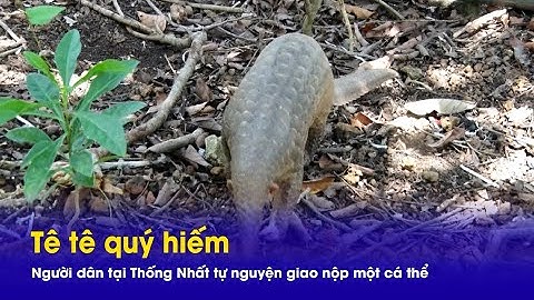 Người dân tại Thống Nhất tự nguyện giao nộp một cá thể tê tê quý hiếm