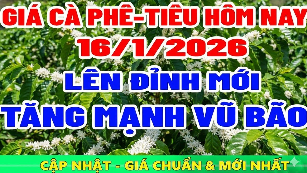 Giá cà phê hôm nay ngày 16/1/2026 | TĂNG MẠNH VŨ BÃO - NÔNG SẢN HÔM NAY