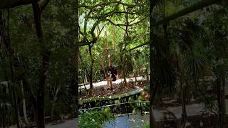 She was a fairy 🧚🏼 ✨🤌🏼 #zipline #jungleisland #miami #obstaclecourse #bucketlist #fitnessjourney