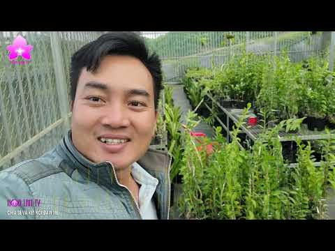 Video Thời điểm VẶT LÁ, CỘT CÂY Lan Chia sẻ của NGUYỄN NGỌC... - youtube