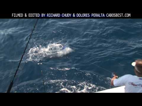 Non-stop Marlin Fishing Action from Cabo San Lucas...
