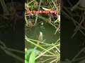 #caucathugian #fishing #vinhfishing #fish #mientay #cauca #causong #cauho #dongque