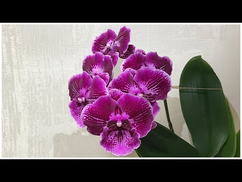 Video: Si Të Ujit Phalaenopsis