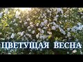 Цветущая весна