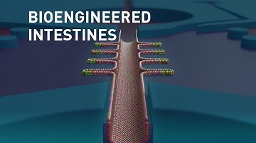 Bioengineered Mini-Intestines | Science Animation | Medical Animation