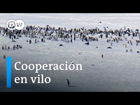 Video: Se estaban preparando para el Año Nuevo en la URSS en el verano. Colección de fotos