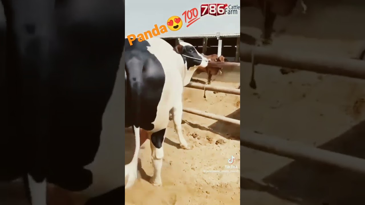 Biggest panda bull at 786 cattle farm😍💯..