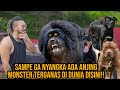 Sampe ga nyangka ada anjing monster terganas di dunia disini audreya kingofthejungle