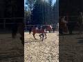Ella FELL OFF while jumping Tarzan😱 #shorts #horse #horseriding #equestrian