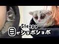 フードの中で眠る小さなお猿 - Tiny Monkey Sleeps in the Hoodie - Pizzatoru the Bushbaby / ショウガラゴのピザトル #shorts​​​