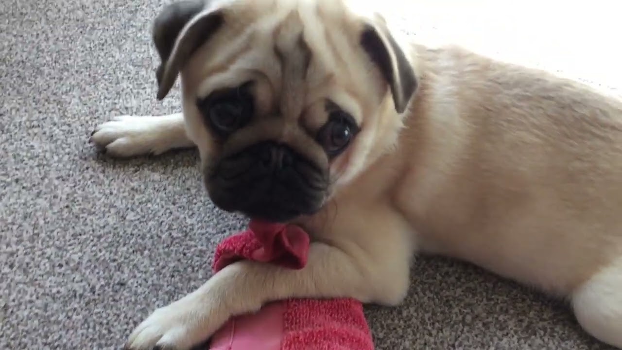 18 Week Old Pug Puppy Chewing His Bath Towel.