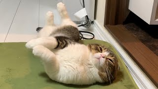 ママに触って欲しいパパ猫（実況おっさん）