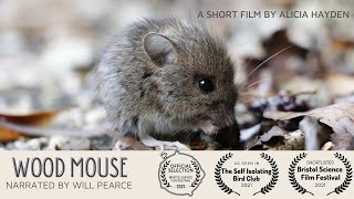 Wood Mouse  a short film
