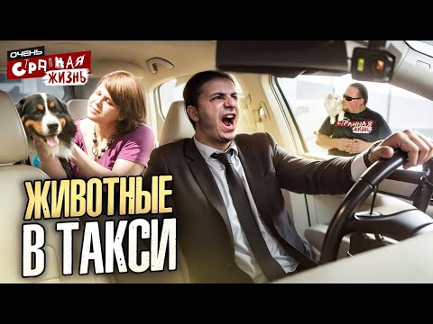 ЖИВОТНЫЕ в ТАКСИ или люди - животные? На что люди идут ради экономии на такси. ТАКСИСТЫ опять в шоке