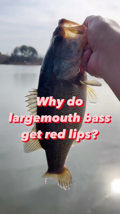 why-do-largemouth-bass-get-red-lips-youtube