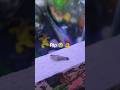 rip in peace my little #guppyfish #miniaquarium #fish #goldfish #tankcleaner #nature #viralreels