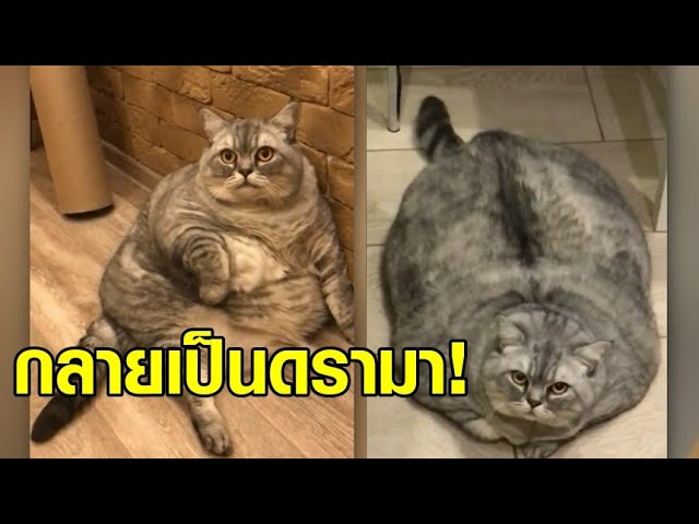 กลายเป็นดรามา! เจ้าของแมวอ้วนที่สุดในโลก ถูกกล่าวหาว่าขุนแมวให้อ้วน  เรียกยอดไลค์ - Youtube