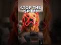 Stop Thinking Your Dog Is Just Being Cute: The Secret History of "Wolf Mode" #shorts