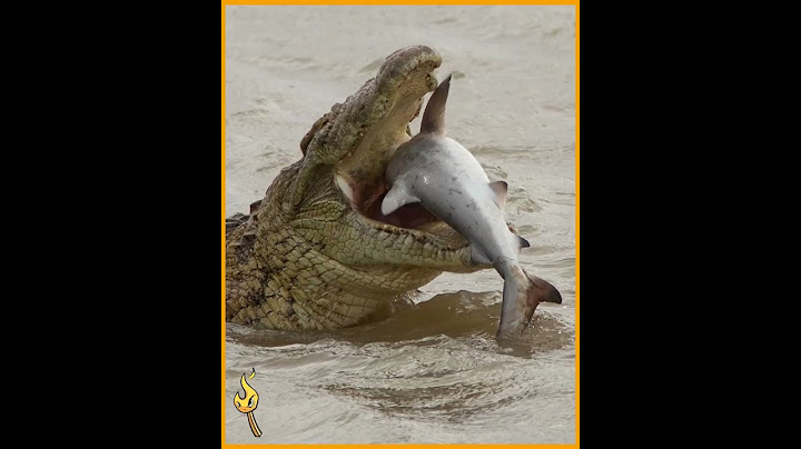 PESCA Un TIBURÓN Y Un COCODRILO Se Lo ARREBATA