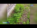 50 кустов марихуаны 47-летний житель Маймаксы выращивал прямо на заднем дворе своего дома