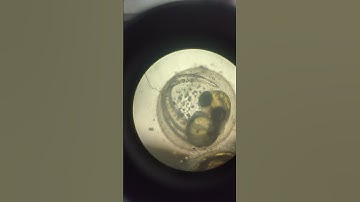 Heartbeat of zebrafish (Danio rerio) embryo at 48hr post fertilization