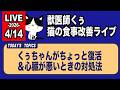 【猫の食事の質問にお答えします】くぅちゃんがちょっと復活＆心臓が悪いときの対処法【アーカイブは4/14まで】