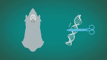 Dispelling myths around animal research