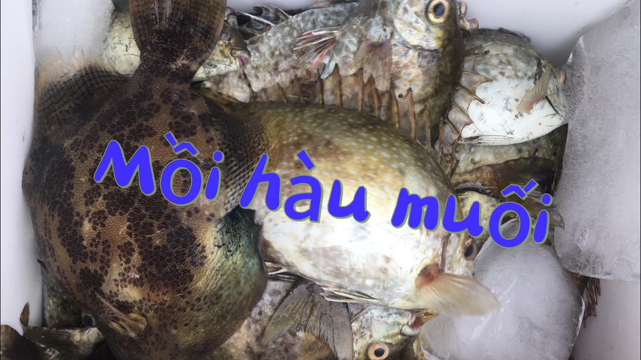 Mồi câu cá Rìa ,Hói ,Bò…Hàu muối - YouTube