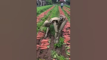 Cách Trung Quốc sử dụng robot thu hoạch củ cải đỏ