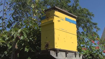 I Caught My First Honey Bee Swarm