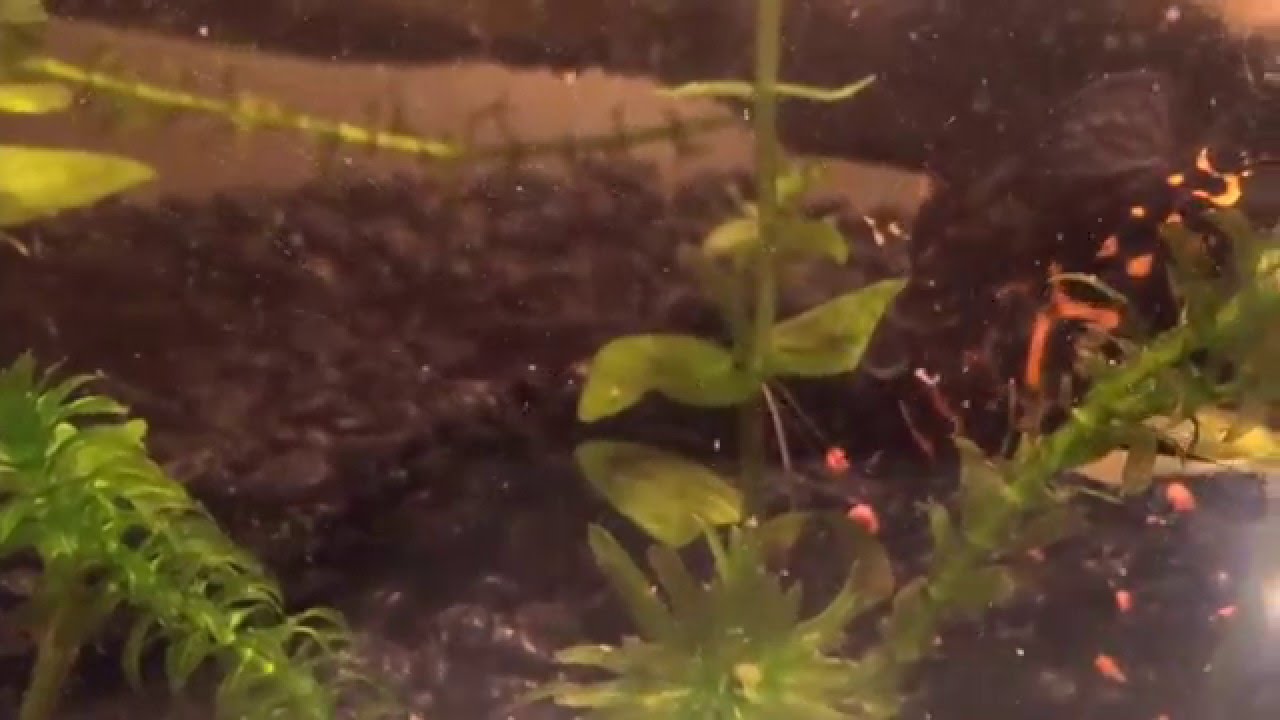Feeding My New Baby Tiger Oscar Fish - YouTube Feeding My New Baby Tiger Oscar Fish - YouTube