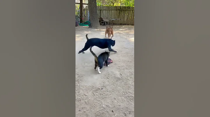 Don't Watch!  #sora2 #aishorts #usa #america #sora2 #funny #cat  #dogshorts  #catshorts  #cat  #dog